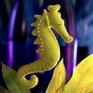 Sasha the Seahorse